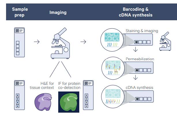 C4L_PRES_spatial_transcriptomics